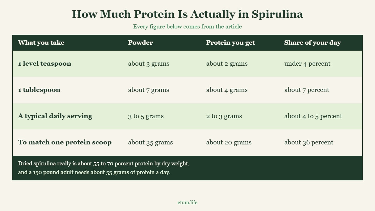 A table showing how much protein you get from a teaspoon and a tablespoon of spirulina